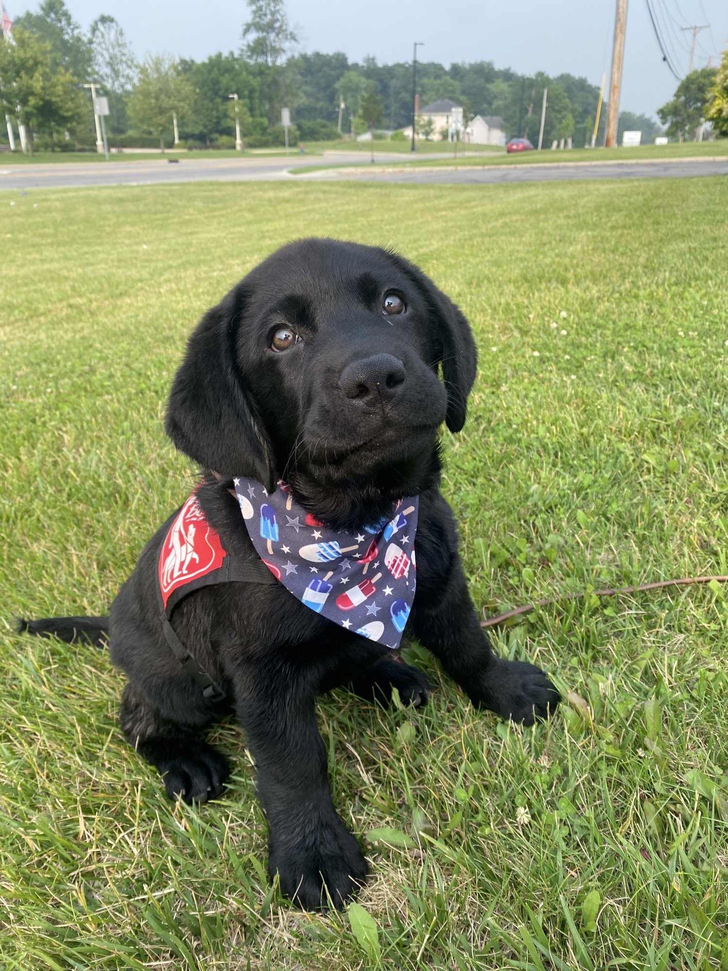 New leash clearance on life dogs