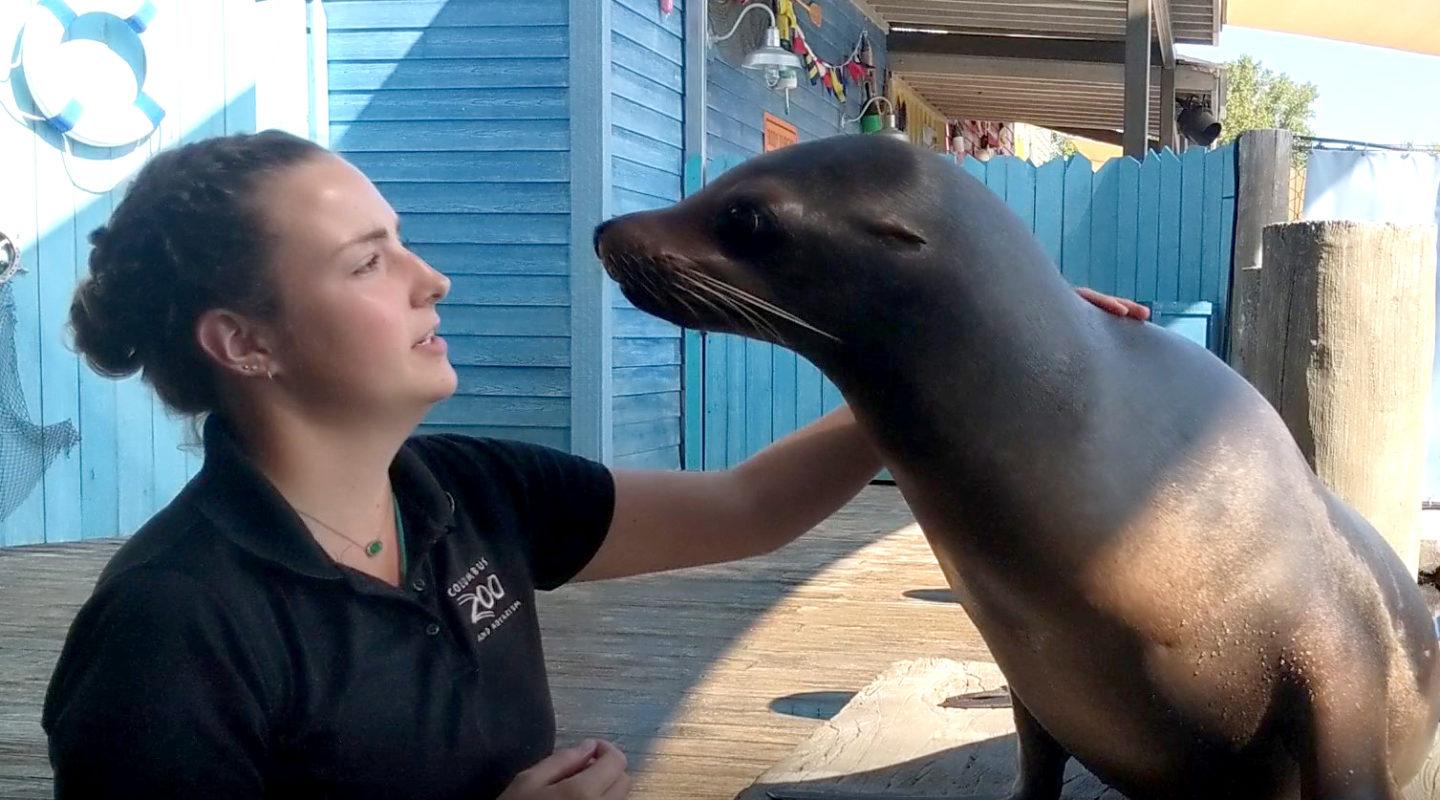 Putting the 'See' in Sea Lions - ReVision